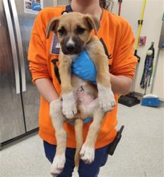 Shelter Stray Male Dog last seen E. STOCKTON AVE / ELK GROVE BLVD, 9150 Union Park Way, Elk Grove, CA 95624, USA