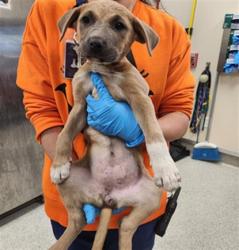 Shelter Stray Female Dog last seen E. STOCKTON AVE / ELK GROVE BLVD, 9150 Union Park Way, Elk Grove, CA 95624, USA