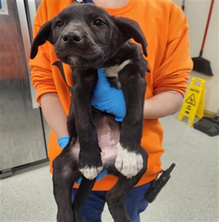 Shelter Stray Female Dog last seen E. STOCKTON AVE / ELK GROVE BLVD, 9150 Union Park Way, Elk Grove, CA 95624, USA