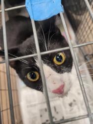 Shelter Stray Female Cat last seen , 14409 Vanowen St, Van Nuys, CA 91405, USA