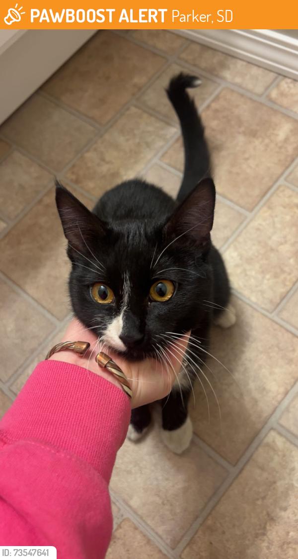 Found/Stray Male Cat last seen 69th and MN, Parker, SD 57053