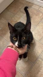 Found/Stray Male Cat last seen 69th and MN, Parker, SD 57053