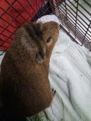 Shelter Stray Male Other last seen , 1850 W 60th St, Los Angeles, CA 90047, USA