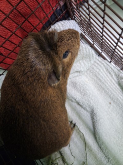 Shelter Stray Male Other last seen , 1850 W 60th St, Los Angeles, CA 90047, USA