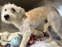 Shelter Stray Female Dog last seen , 600 Aviation Dr, Camarillo, CA 93010, USA