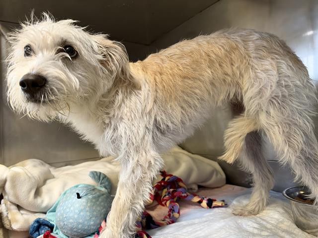 Shelter Stray Female Dog last seen , 600 Aviation Dr, Camarillo, CA 93010, USA