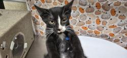 Shelter Stray Male Cat last seen Near BLOCK VAN BUREN BLVD, RIVERSIDE CA 92503, 6851 Van Buren Boulevard, Jurupa Valley, CA 92509, USA
