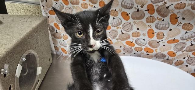 Shelter Stray Male Cat last seen Near BLOCK VAN BUREN BLVD, RIVERSIDE CA 92503, 6851 Van Buren Boulevard, Jurupa Valley, CA 92509, USA