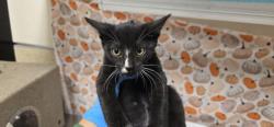 Shelter Stray Male Cat last seen Near BLOCK VAN BUREN BLVD, RIVERSIDE CA 92503, 6851 Van Buren Boulevard, Jurupa Valley, CA 92509, USA