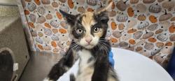 Shelter Stray Female Cat last seen Near BLOCK VAN BUREN BLVD, RIVERSIDE CA 92503, 6851 Van Buren Boulevard, Jurupa Valley, CA 92509, USA