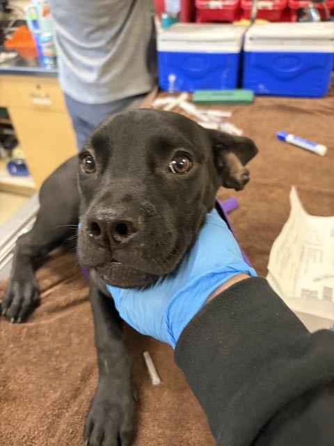 Shelter Stray Female Dog last seen Near BLOCK VAN BUREN BLVD, JURUPA VALLEY, 6851 Van Buren Boulevard, Jurupa Valley, CA 92509, USA