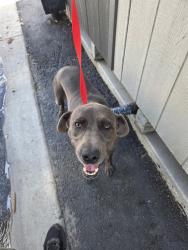Shelter Stray Male Dog last seen WATERMAN AND 21 ST, 333 Chandler Pl, San Bernardino, CA 92408, USA