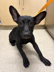 Shelter Stray Female Dog last seen Near BLOCK VAN BUREN BLVD, JURUPA VALLEY, 6851 Van Buren Boulevard, Jurupa Valley, CA 92509, USA