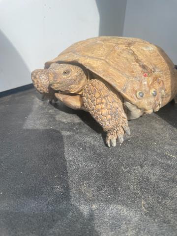 Shelter Stray Unknown Other last seen Near BLOCK HIERS AVE, RIVERSIDE, CA, 6851 Van Buren Boulevard, Jurupa Valley, CA 92509, USA