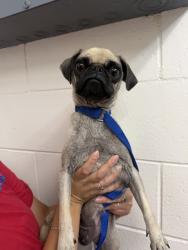 Shelter Stray Female Dog last seen ARROW BLVD/BLANCHARD AVE, 333 Chandler Pl, San Bernardino, CA 92408, USA