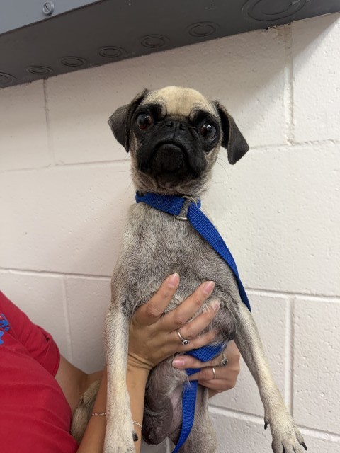 Shelter Stray Female Dog last seen ARROW BLVD/BLANCHARD AVE, 333 Chandler Pl, San Bernardino, CA 92408, USA