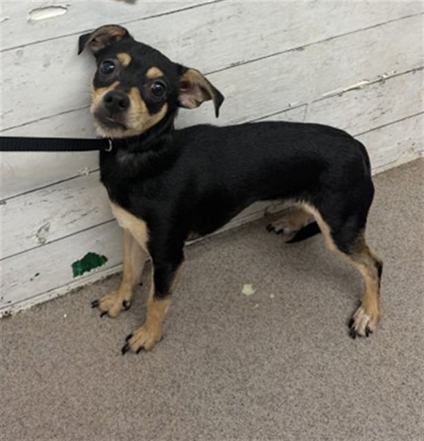 Shelter Stray Female Dog last seen LOMA AVE & CITRUS ST, SAN BERNARDINO, CA, 92404, USA, 333 Chandler Pl, San Bernardino, CA 92408, USA