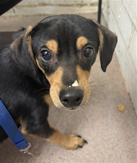 Shelter Stray Male Dog last seen LOMA AVE & CITRUS ST, SAN BERNARDINO, CA, 92404, USA, 333 Chandler Pl, San Bernardino, CA 92408, USA