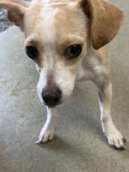 Shelter Stray Female Dog last seen LOMA AVE & CITRUS ST, SAN BERNARDINO, CA, 92404, USA, 333 Chandler Pl, San Bernardino, CA 92408, USA