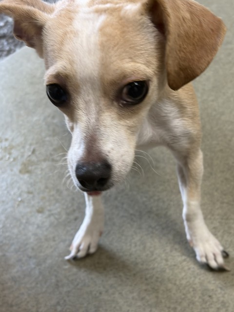 Shelter Stray Female Dog last seen LOMA AVE & CITRUS ST, SAN BERNARDINO, CA, 92404, USA, 333 Chandler Pl, San Bernardino, CA 92408, USA