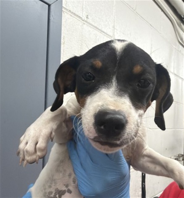 Shelter Stray Female Dog last seen DEL ROSA AVE & EUREKA ST, SAN BERNARDINO, CA, 92404, USA, 333 Chandler Pl, San Bernardino, CA 92408, USA