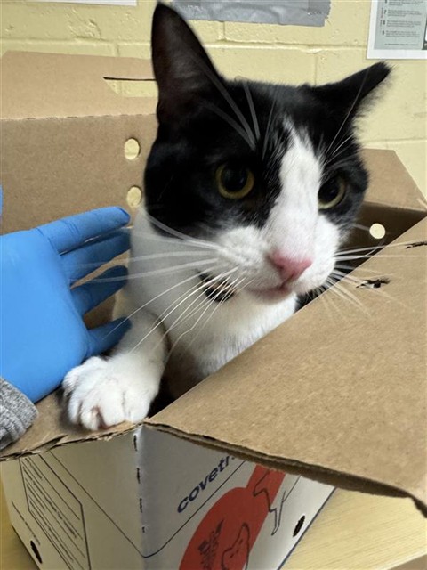 Shelter Stray Male Cat last seen O ST & 27TH ST, 2127 Front St, Sacramento, CA 95818, USA