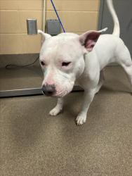 Shelter Stray Male Dog last seen Near BLOCK S DECKER DR, WICHITA KS 67235, 3303 N Hillside St, Wichita, KS 67219, USA