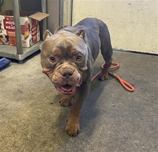 Shelter Stray Male Dog last seen J ST & 17TH ST, 2127 Front St, Sacramento, CA 95818, USA