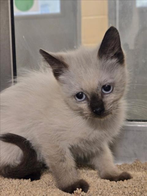 Shelter Stray Female Cat last seen Near BLOCK N MARKET ST, WICHITA KS 67202, 3303 N Hillside St, Wichita, KS 67219, USA