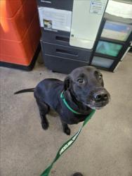 Shelter Stray Female Dog last seen Near BLOCK S WOODLAWN BLVD, WICHITA KS 67218, 3303 N Hillside St, Wichita, KS 67219, USA