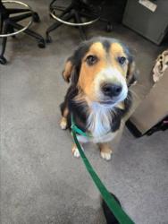 Shelter Stray Female Dog last seen Near BLOCK S MERIDIAN AVE, WICHITA KS 67217, 3303 N Hillside St, Wichita, KS 67219, USA