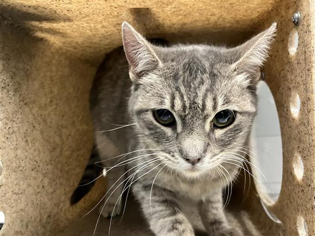 Shelter Stray Female Cat last seen Near BLOCK S CHESTNUT AVE, FRESNO CA 93725 5102, 5277 E Airways Blvd, Fresno, CA 93727, USA