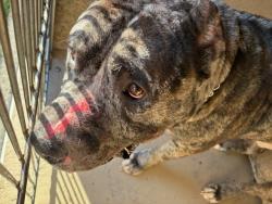 Shelter Stray Male Dog last seen Near BLOCK SW 126TH ST, 2811 SE 29th St, Oklahoma City, OK 73129, USA