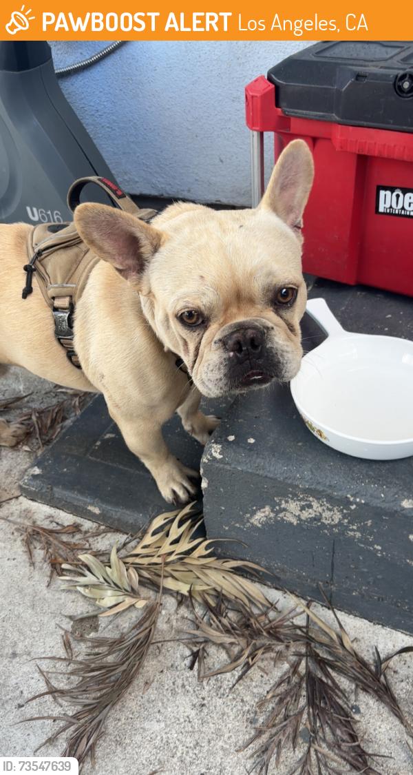 Found/Stray Male Dog last seen Outside a parking lot, Los Angeles, CA 90001