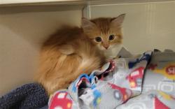 Shelter Stray Male Cat last seen Near BLOCK S CLAY ST, DENVER CO 80219, 1241 W Bayaud Ave, Denver, CO 80223, USA