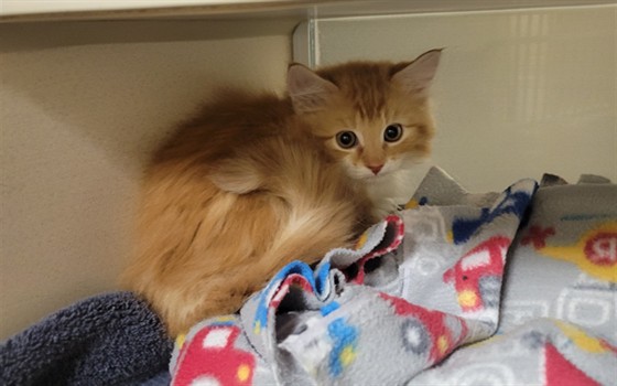 Shelter Stray Male Cat last seen Near BLOCK S CLAY ST, DENVER CO 80219, 1241 W Bayaud Ave, Denver, CO 80223, USA