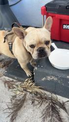Found/Stray Male Dog last seen Outside a parking lot, Los Angeles, CA 90001