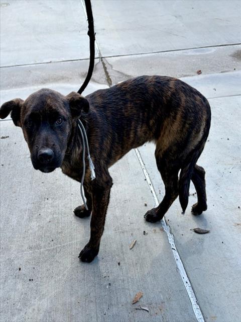 Shelter Stray Unknown Dog last seen , 4275 Elton St, Baldwin Park, CA 91706, USA