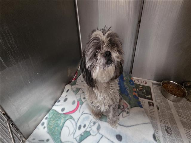 Shelter Stray Unknown Dog last seen , 3201 Lacy St, Los Angeles, CA 90031, USA