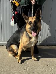 Shelter Stray Female Dog last seen Near BLOCK MILL TRACE PLACE, 3528 Newburg Rd, Louisville, KY 40218, USA