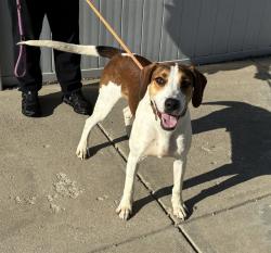 Shelter Stray Male Dog last seen Near BLOCK FLORADORA DR, 3528 Newburg Rd, Louisville, KY 40218, USA