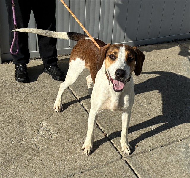 Shelter Stray Male Dog last seen Near BLOCK FLORADORA DR, 3528 Newburg Rd, Louisville, KY 40218, USA