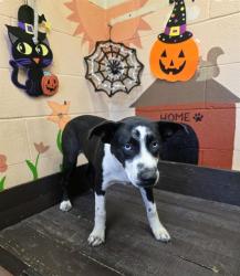 Shelter Stray Female Dog last seen , 31044 Charlie Canyon Rd, Castaic, CA 91384, USA