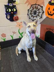 Shelter Stray Female Dog last seen , 31044 Charlie Canyon Rd, Castaic, CA 91384, USA