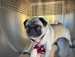 Shelter Stray Male Dog last seen 63RD PL AND DUNCAN ST, 1920 S Lewis, Mesa, AZ 85210, USA