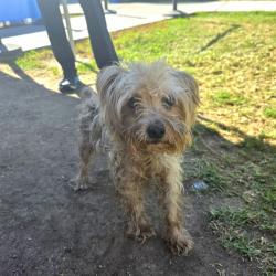 Shelter Stray Male Dog last seen Near BLK ORANGE AVE, LONG BEACH, CA 90807, 7700 E Spring St, Long Beach, CA 90815, USA