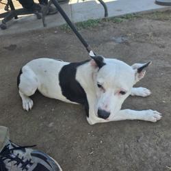 Shelter Stray Female Dog last seen Near BLK SOUTH ST, LONG BEACH, CA 90805, 7700 E Spring St, Long Beach, CA 90815, USA
