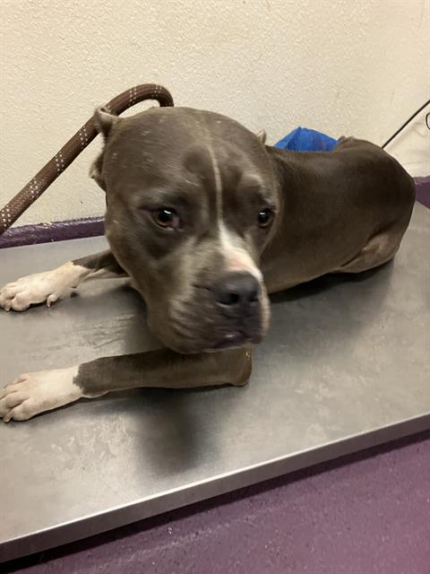 Shelter Stray Male Dog last seen Near BLK LOCUST AVE, LONG BEACH, CA 90813, 7700 E Spring St, Long Beach, CA 90815, USA