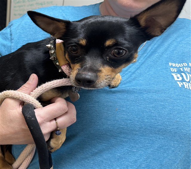 Shelter Stray Male Dog last seen Near BLOCK WILLOW LN, PUEBLO CO 81005, 4600 Eagleridge Pl, Pueblo, CO 81008, USA