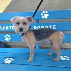 Shelter Stray Male Dog last seen Near BLOCK BLCK E KEYNOTE ST, LONG BEACH, CA 90808, 7700 E Spring St, Long Beach, CA 90815, USA